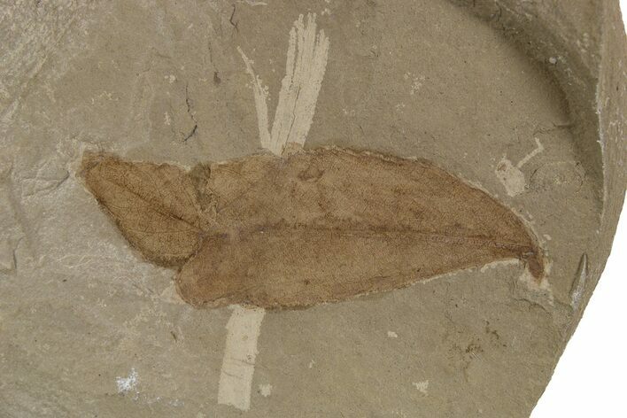 Fossil Leaf (Cedrelospermum) - Green River Formation, Utah #334296
